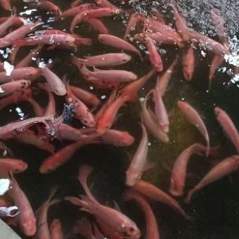 

Ikan Nila Merah Segar (hidup) 1 kg