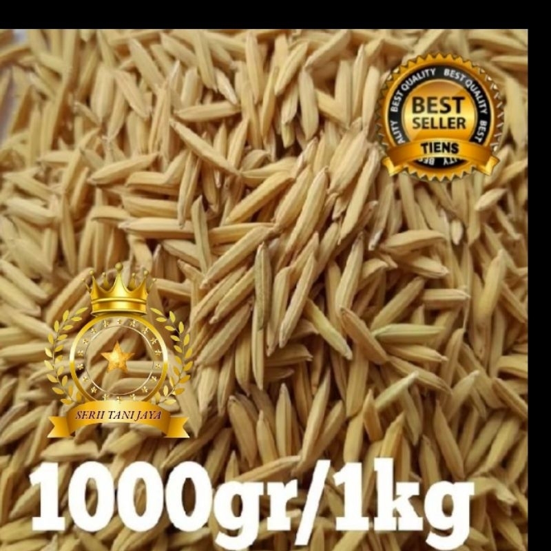 1KG BENIH PADI BASMATI(Basmati/baroma