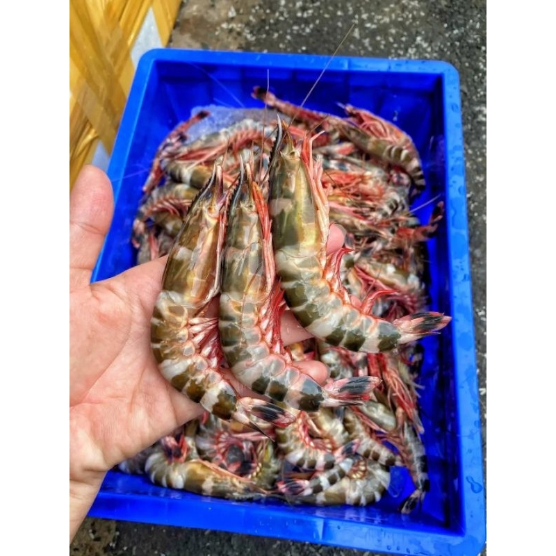 

Udang cat Udang Loreng Segar udang hasil laut segar 1kg