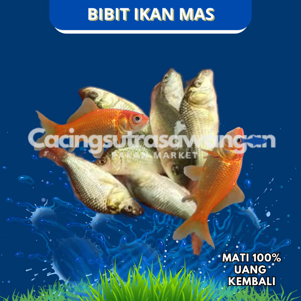 Paket 50 Ekor | Ikan Mas Pakan Predator & Pembesaran