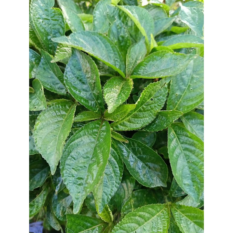 

DAUN KEJI BELING / PECAH BELING segar di petik langsung,Herbal alami