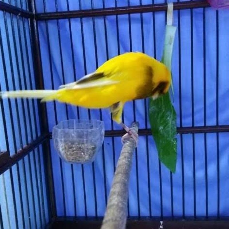 Burung Kenari Yorkshire TKF Jantan Gacor