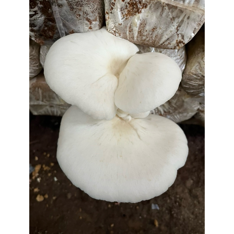 

JAMUR TIRAM SEGAR (Khusus Terdekat/ Gojek)