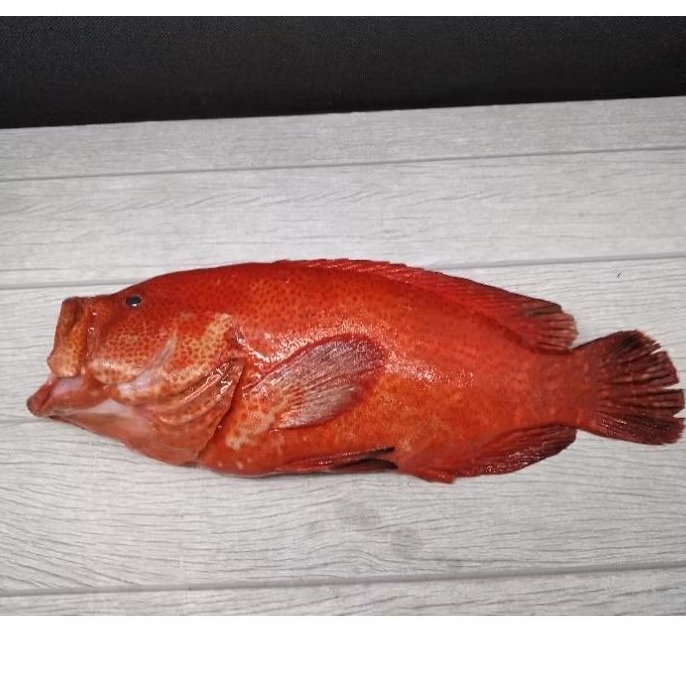ikan Kerapu tungsing hidup