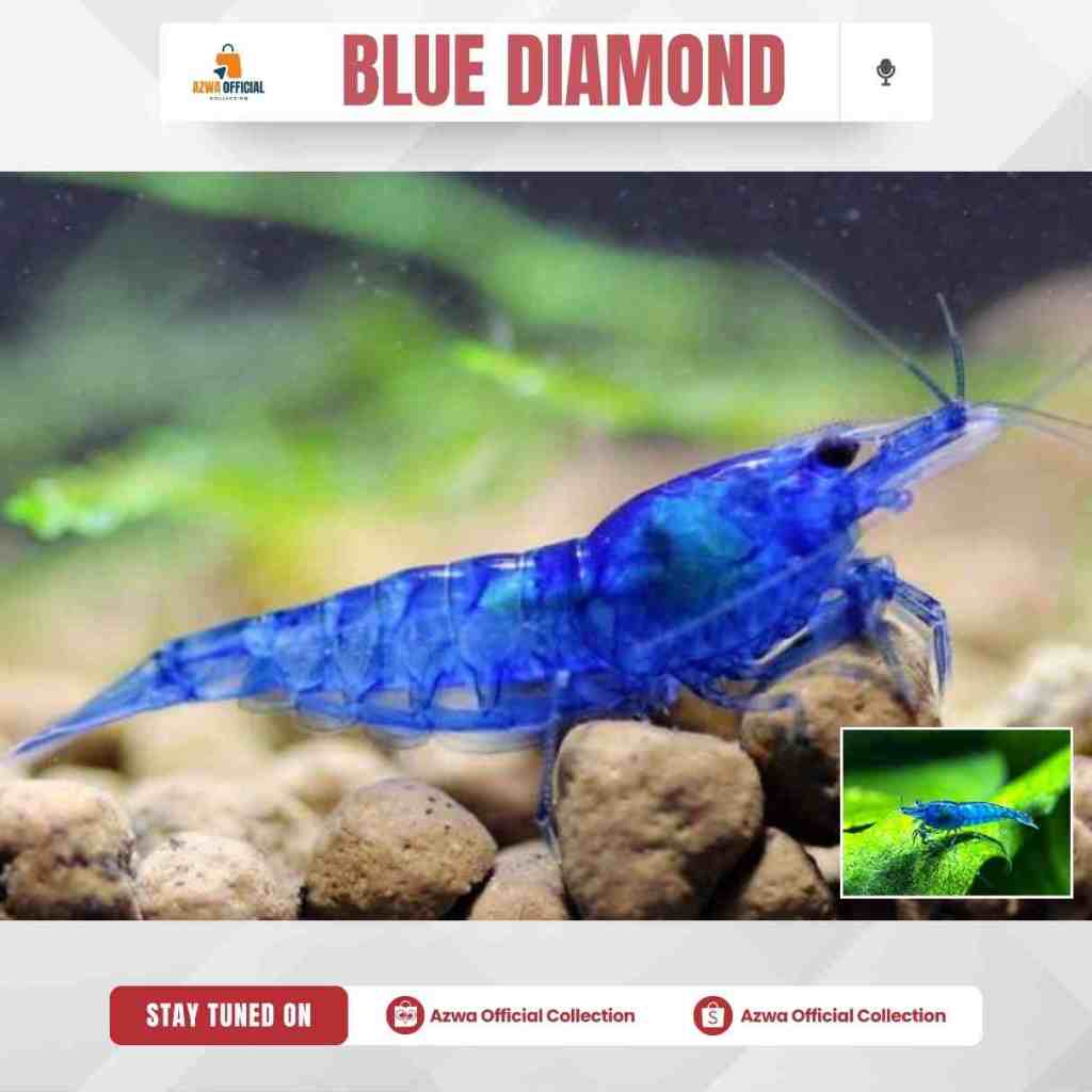 Hiasan akuarium udang hias blue diamond isi 50 ekor garansi 100%