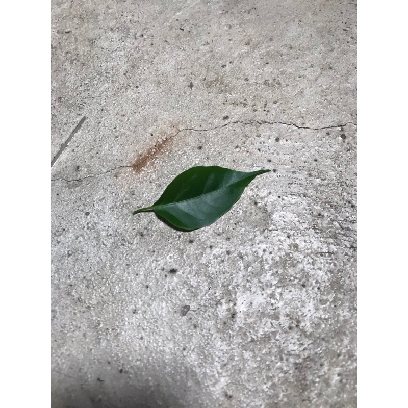 

jamu daun 1 batang