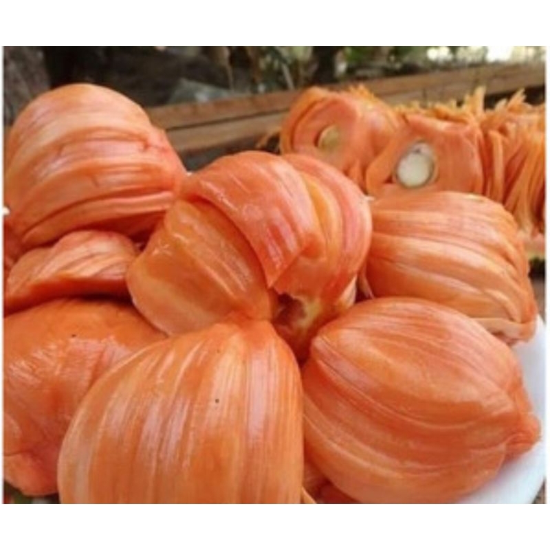 Tanaman Nangka Merah Daeng Surya