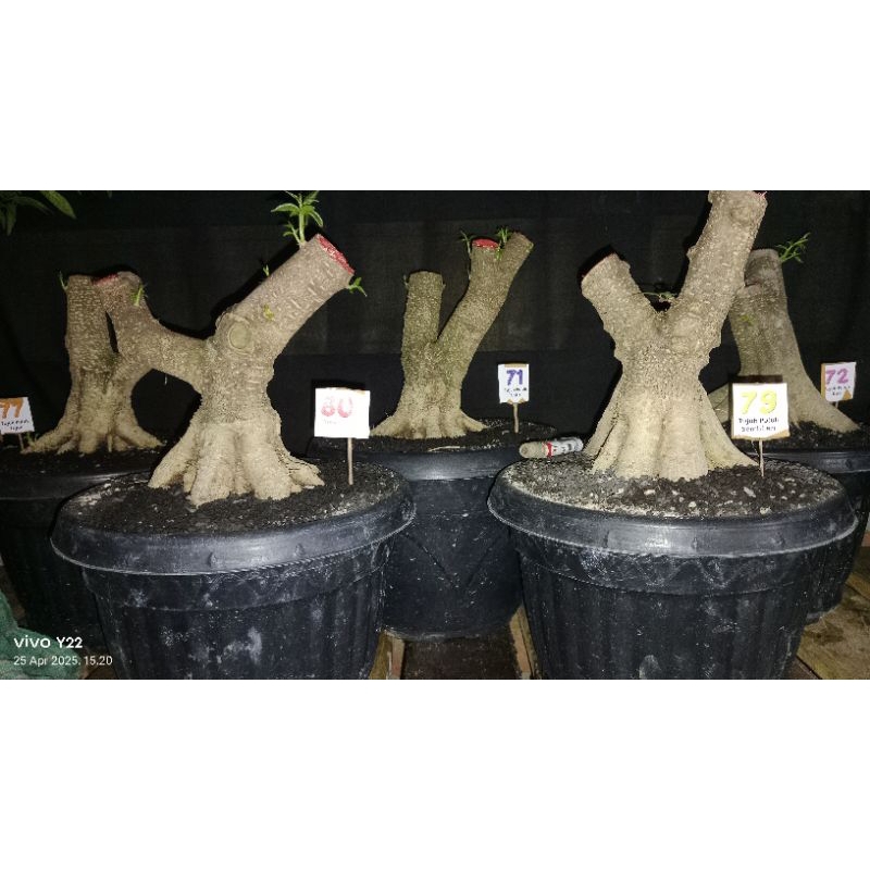 BAHAN BONSAI anting putri program akar mantul
