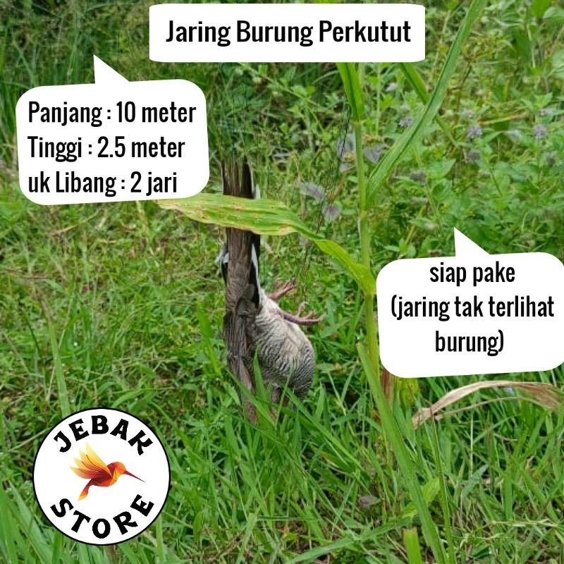 JARING BURUNG PERKUTUT JARING BURUNG KUTUT JARING BURUNG KUTUT JARING BURUNG BESAR JARING BURUNG 2 I