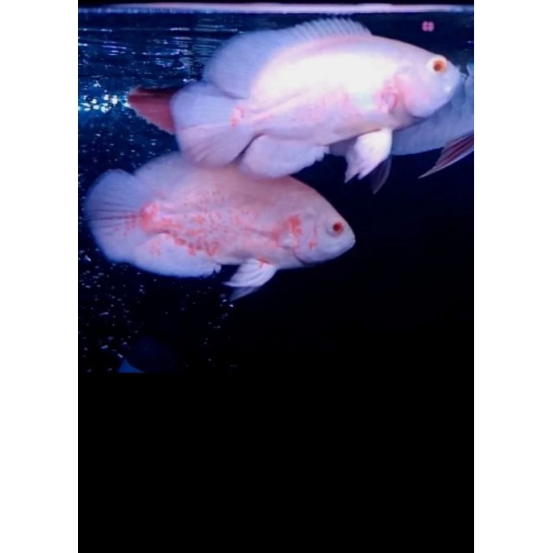 OSCAR ALBINO TIGER UKURAN 4-5 JARI