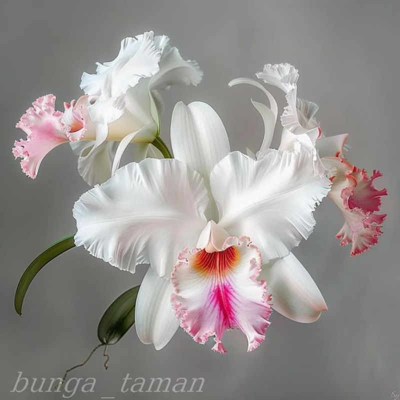 ANGGREK DENDROBIUM JUMBO (NOBILE-WHITE)
