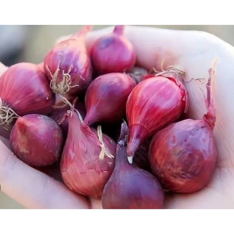 

bawang merah super ukuran besar dan sedang Kemasan250 gram/500 gram/1 kilo