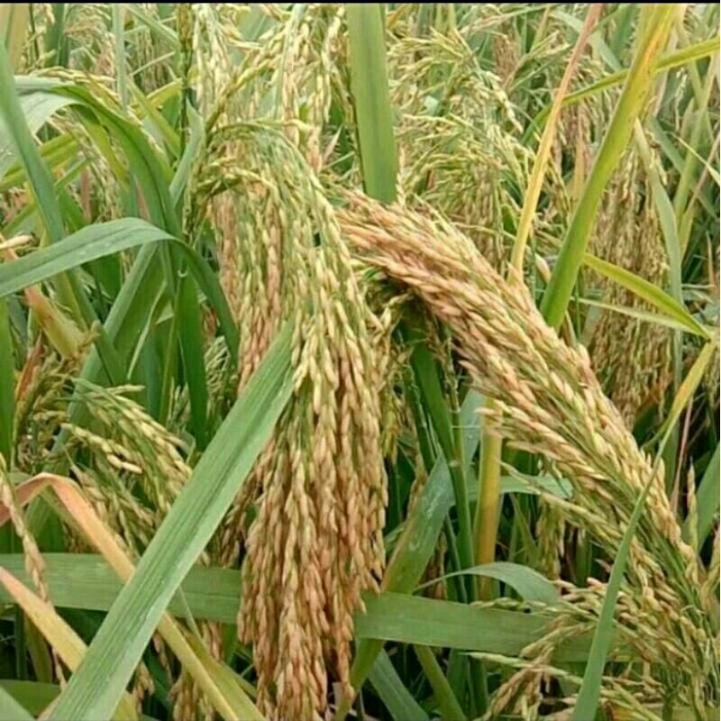 BENIH PADI SIGUPAI KEMASAN 5KG