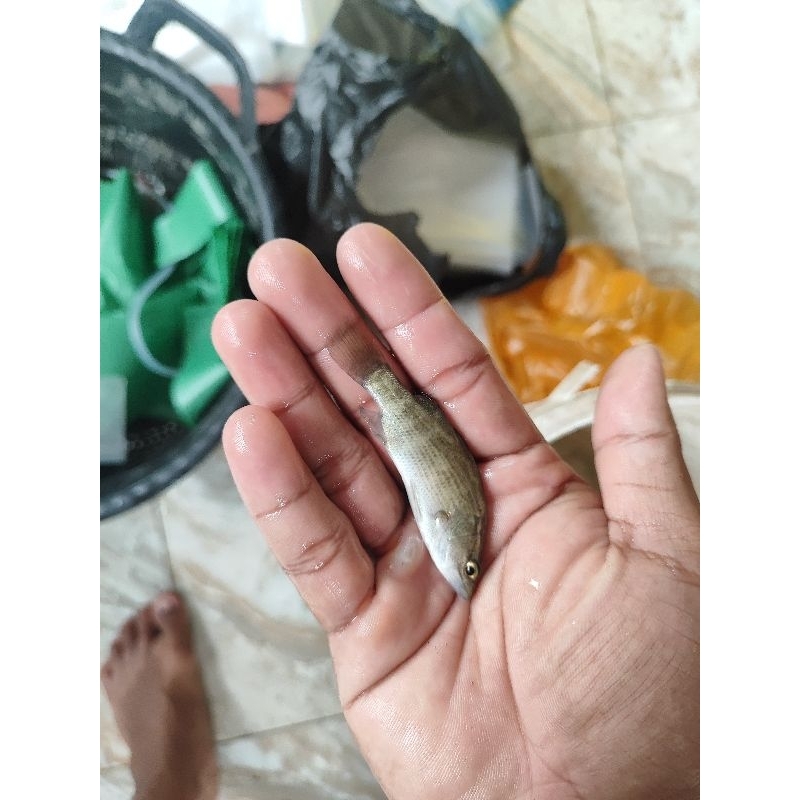 bibit kakap putih air tawar/ siakap /baramundi size 5cm