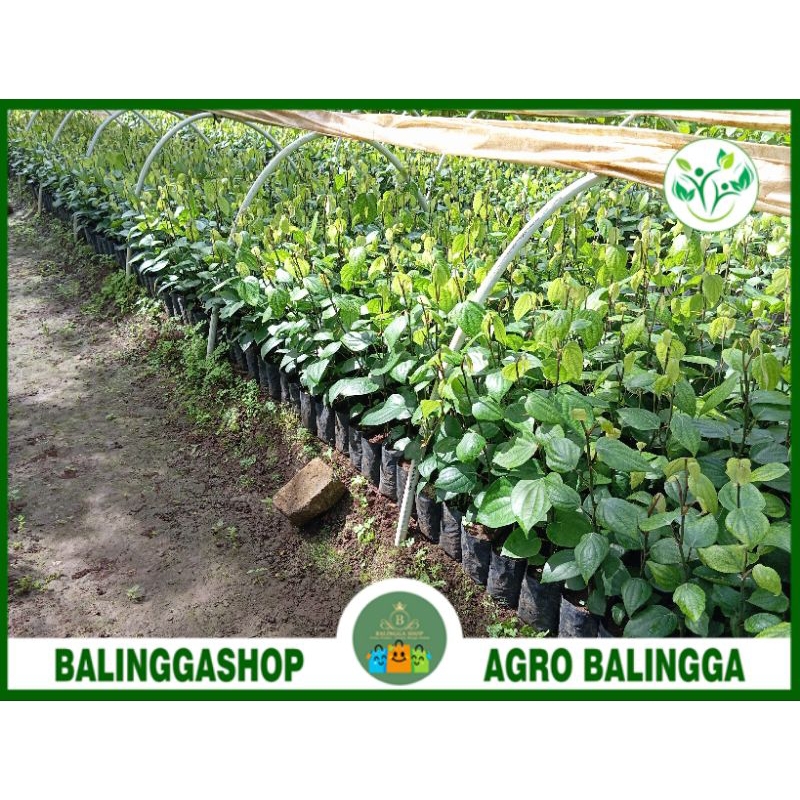 105 Bibit lada natar 1 setek (sulur) siap tanam