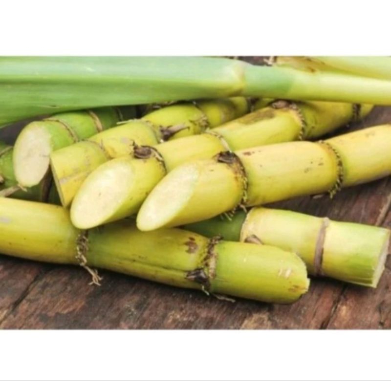 

TEBU KUNING SEGAR 1KG - TEBU KUNING MANIS GARANSI UANG KEMBALI