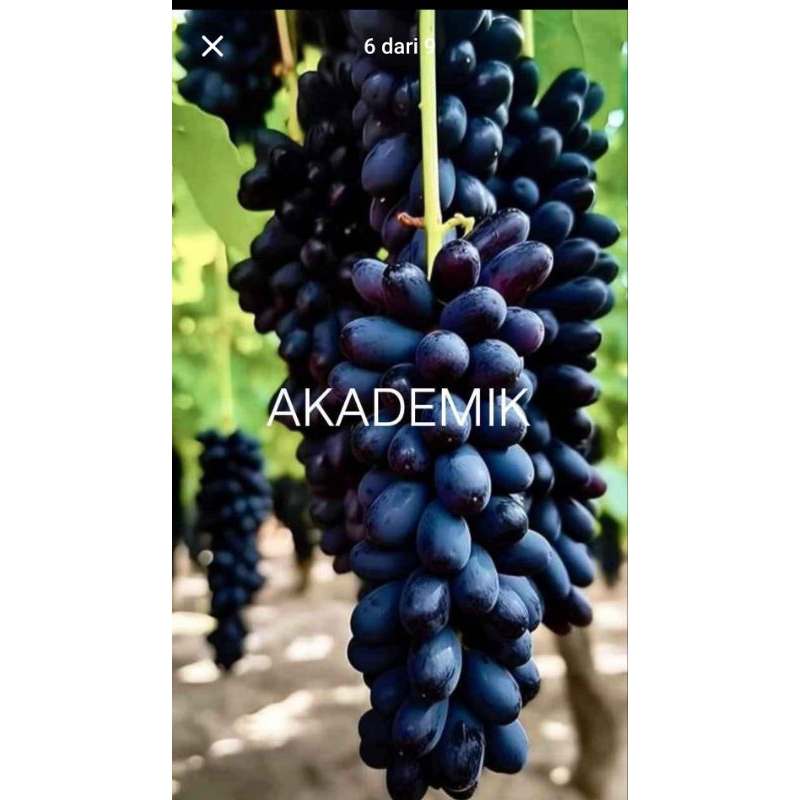 Bibit Anggur Import Unggul Berkualitas