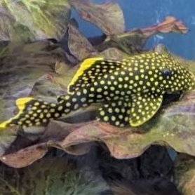 PLECO L18