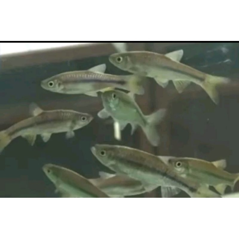 Ikan hias wader / Benter / Hiasan Aquarium