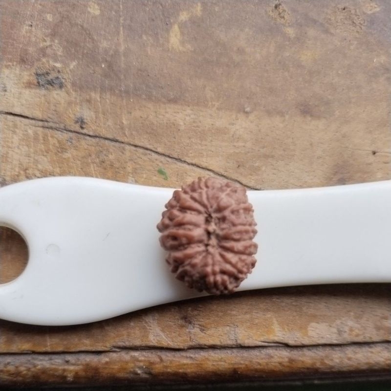 Jenitri Rudrakhsa 14 mukhi P 17 x L 14 mm asli
