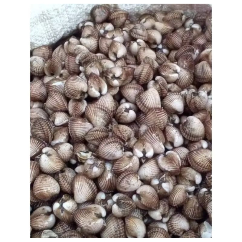 

Kerang Dara Cangkang Fresh Hidup
