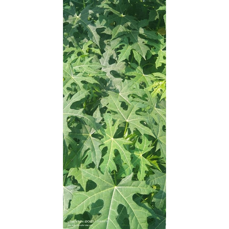 

Daun Pepaya Jepang segar 100gr tanpa kimia