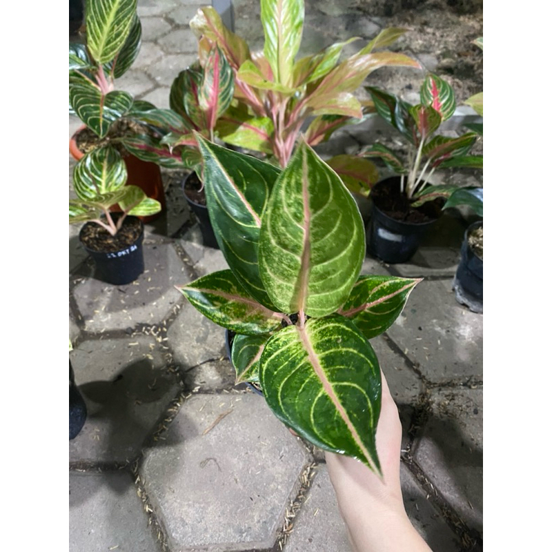 Aglaonema Susan ekonomis