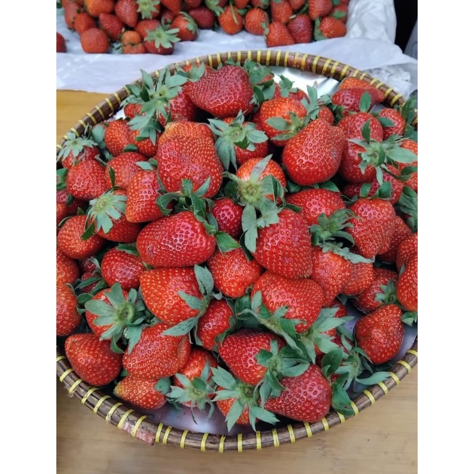 

buah strawberry freshh