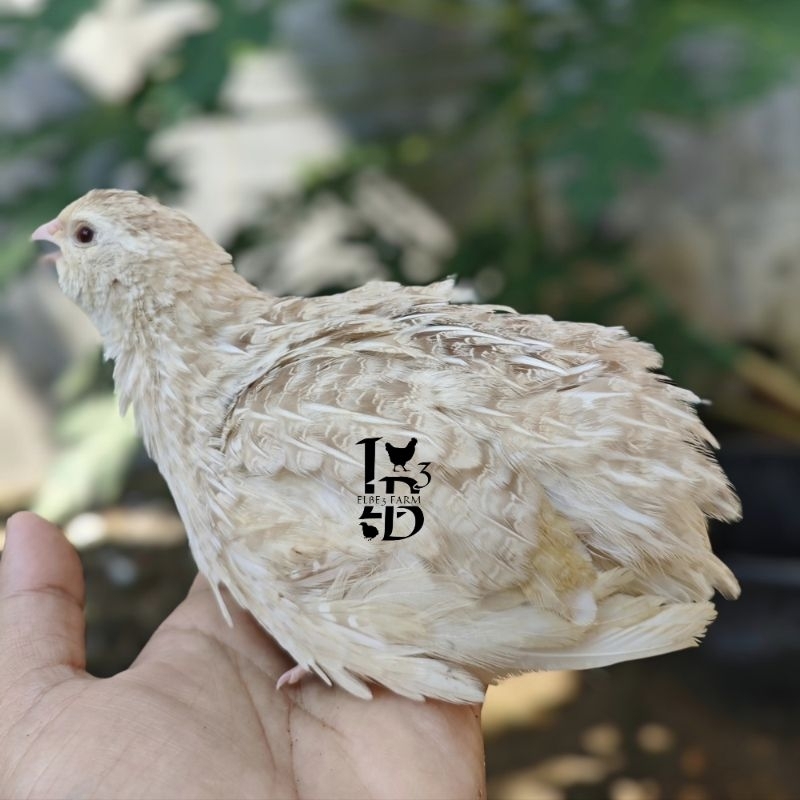 

Telur Fertil Puyuh Albino Mata Merah untuk ditetaskan