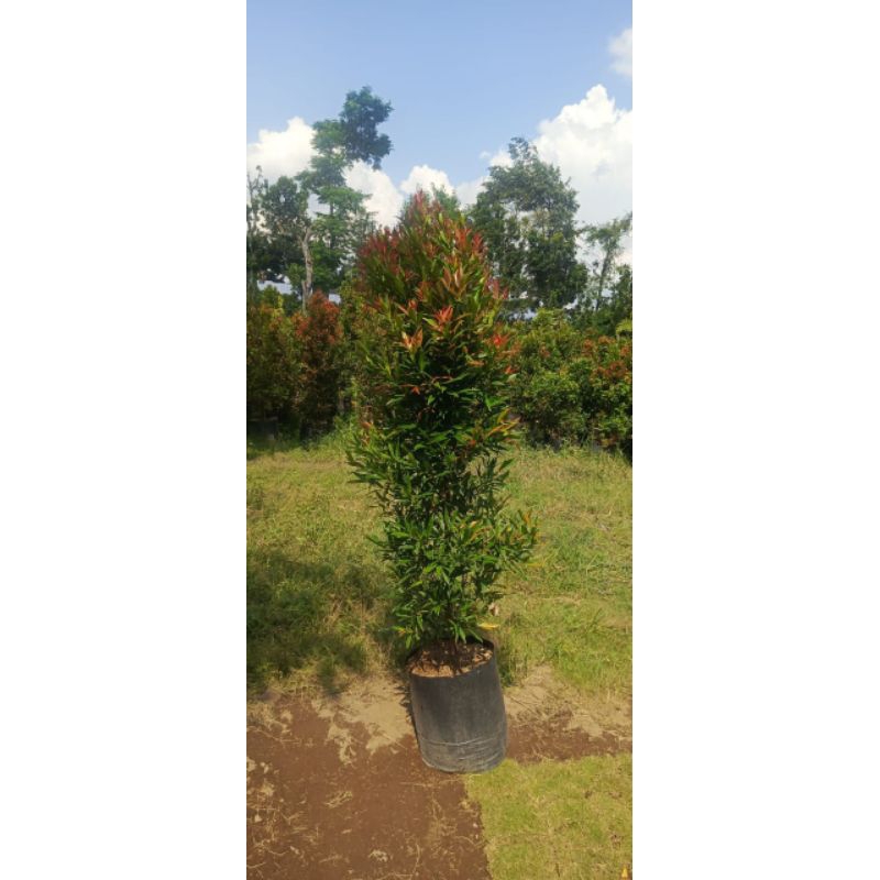 Bunga Pucuk Merah