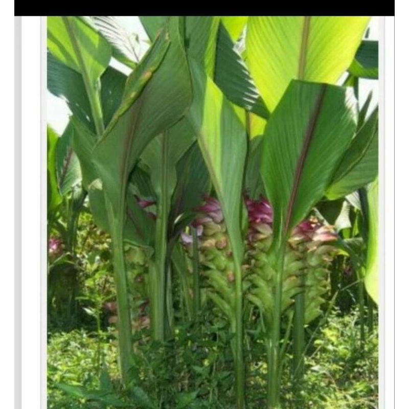 

Daun temulawak segar fresh per 10 lembar plus bonus