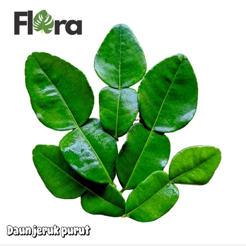 

Daun jeruk purut isi 10 lembar -bumbu masak-flora