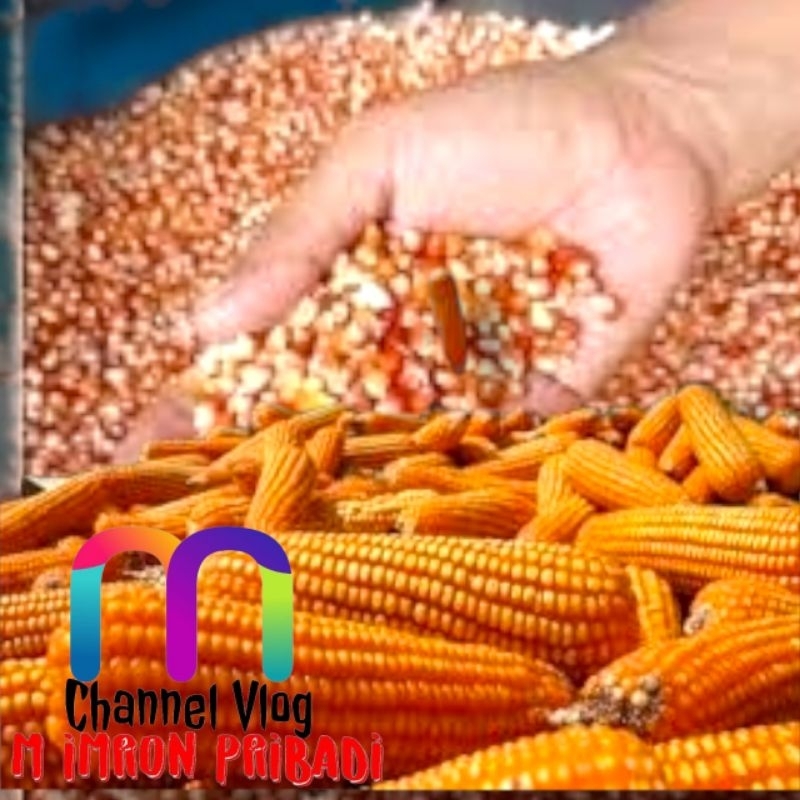 

IMRON PRIBADI Paket 30 kg JAGUNG PIPIL HIBRIDA Kwalitas Bersih Untuk Konsumsi Pakan Ternak Bibit Serta Keperluan lainnya