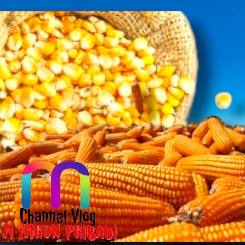 

IMRON PRIBADI Paket 25 kg JAGUNG PIPIL HIBRIDA Kwalitas Bersih Untuk Konsumsi Pakan Ternak Bibit Serta Keperluan lainnya