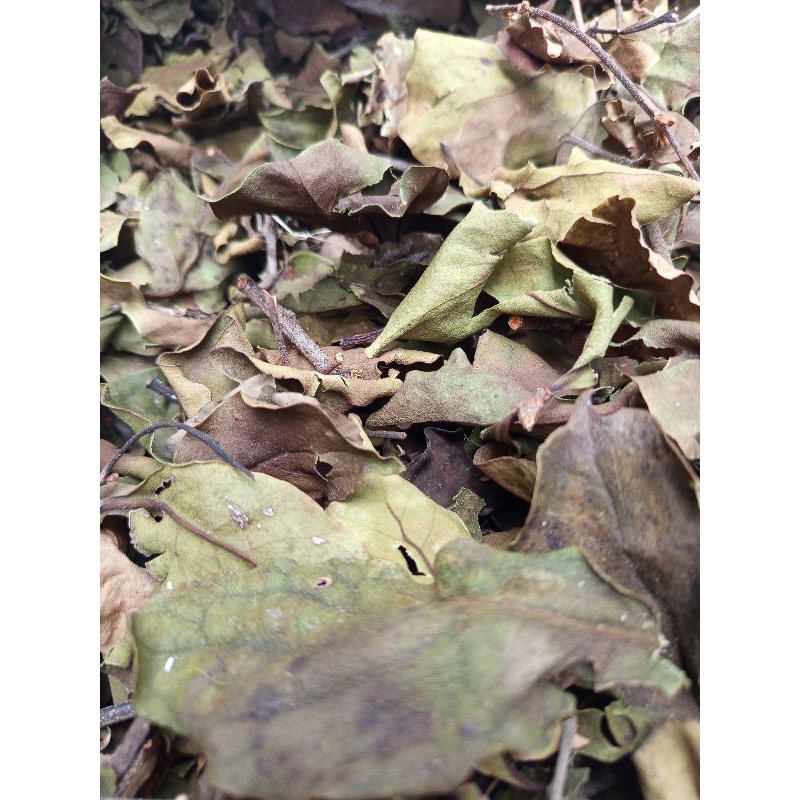 

daun benalu kelor kering 500gram