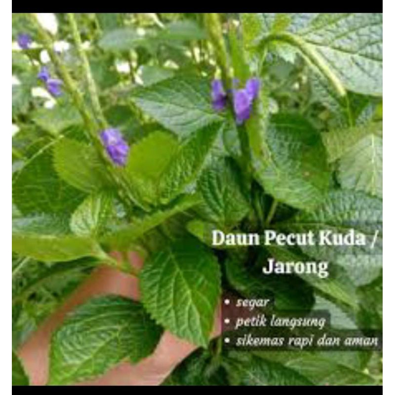 

dau jarong/pecut kuda 250 gr 100% murni dan bersih