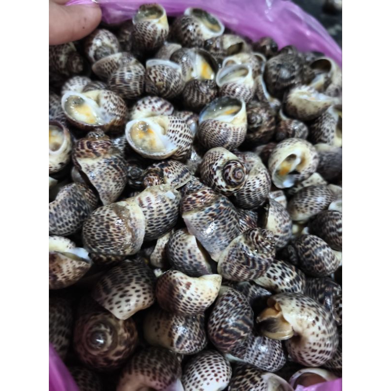 

KEONG LAUT 1kg