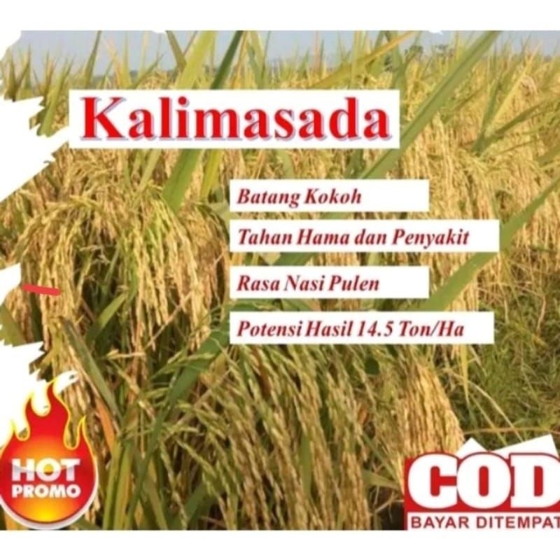 BENIH PADI KALIMASADA 1KG SUPER