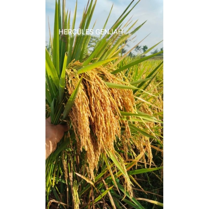 BENIH PADI HIBRIDA HERCULES 1KG SUPER