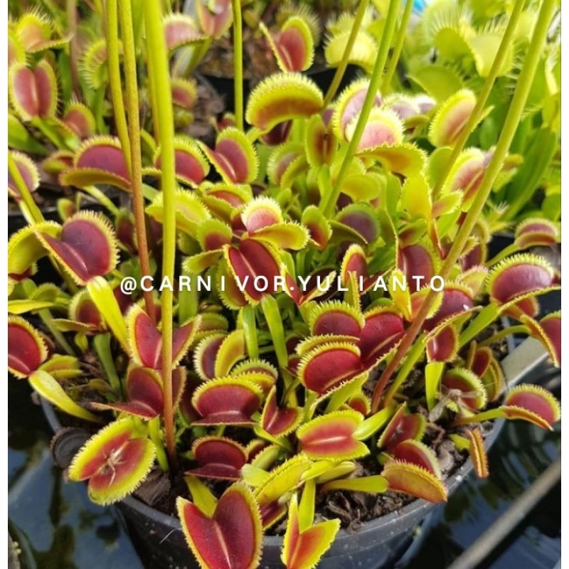 Biji Venus Fly Trap Sawtooth