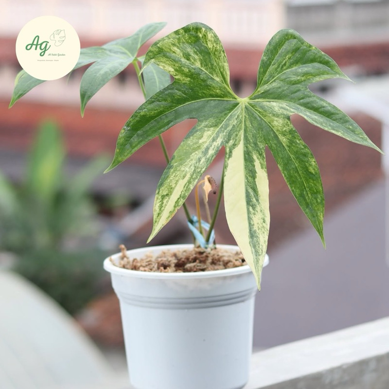 anthurium pedatoradiatum varigata -anthurium jari varigata