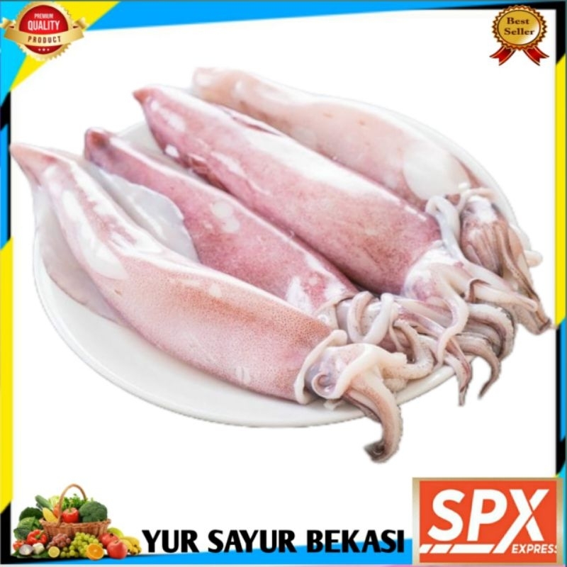 

Cumi Basah Fresh Ukuran Sedang
