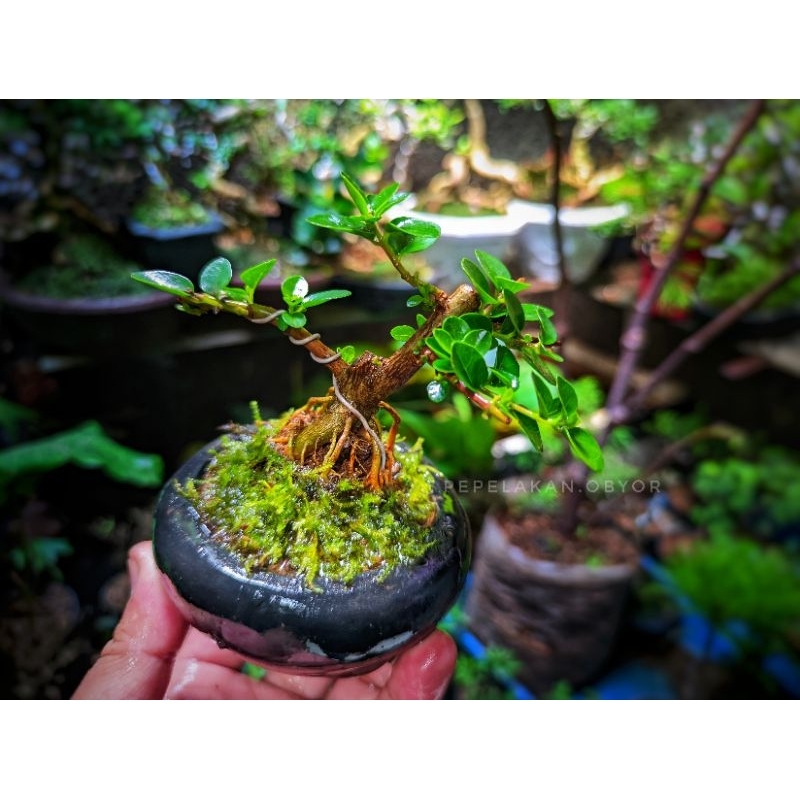 Bonsai Mini Shito Sancang Premna Original Plus pot bonsai dan free moss SIAP PAJANG