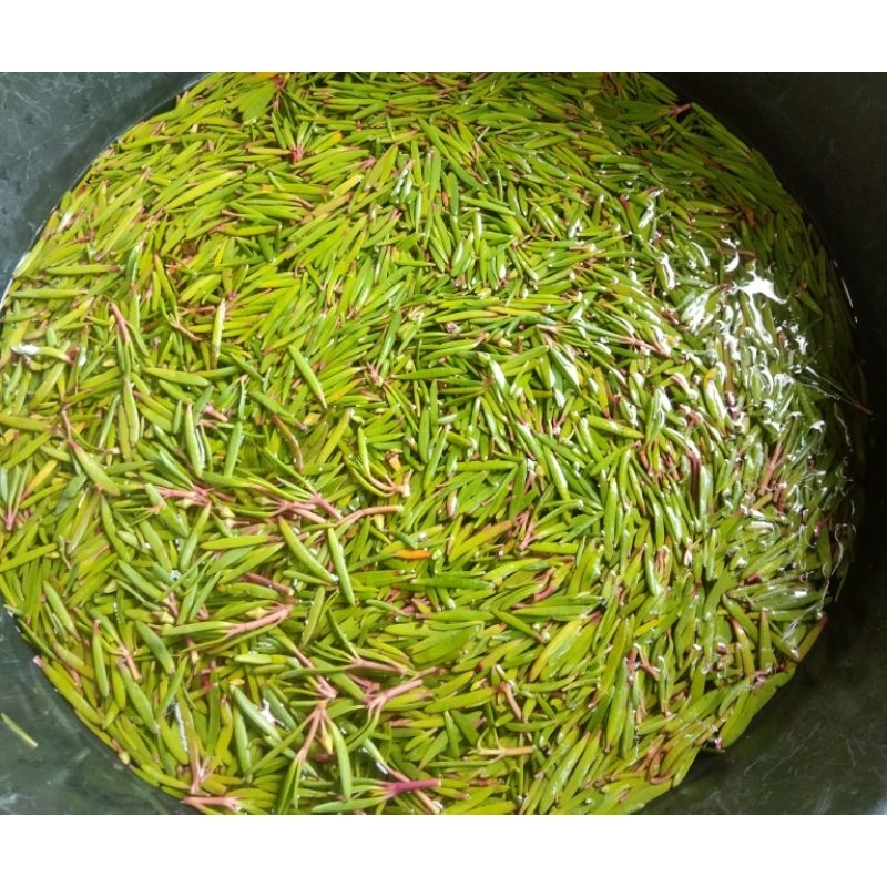 

sayur gelang tambak