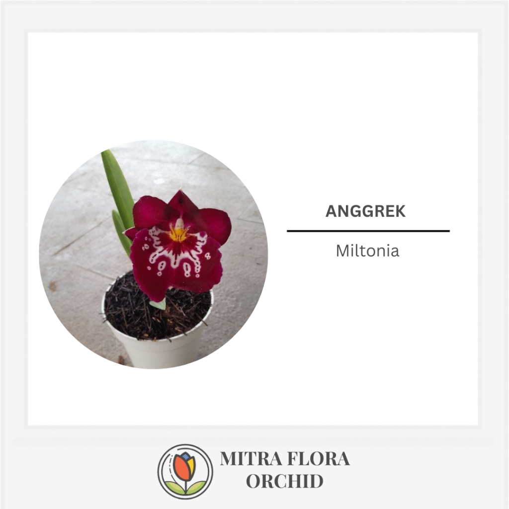 Tanaman Anggrek Miltonia
