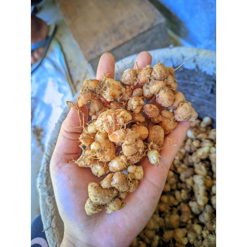 

Kencur segar 1kg/kencur bumbu/kencur remppah rempah