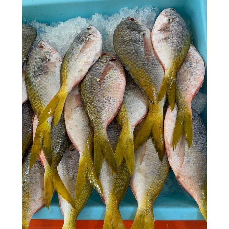 

IKAN EKOR KUNING 1KG ISI 6-7PCS FRESH FROZEN TERMURAH PREMIUM