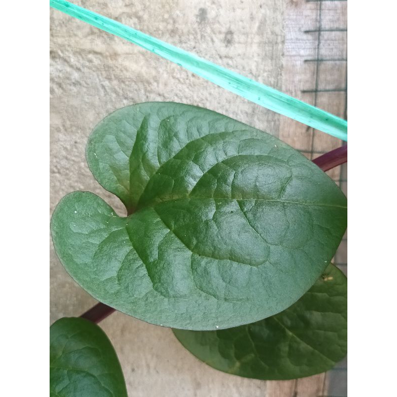 

daun binahong merah segar 100 lembar Rp 15000