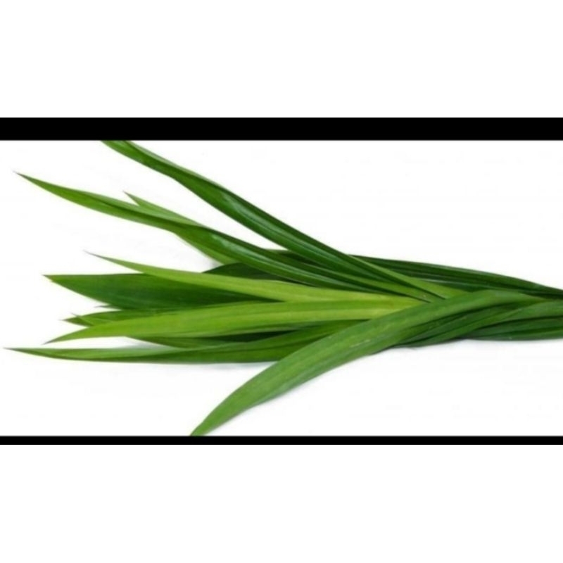 

daun pandan segar