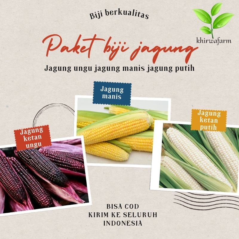 Biji benih ( PAKET )jagung ungu, jagung manis ,jagung putih